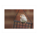 Sparrow (Print Only) thumbnail