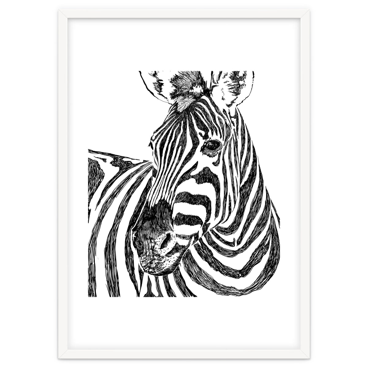 Zebra