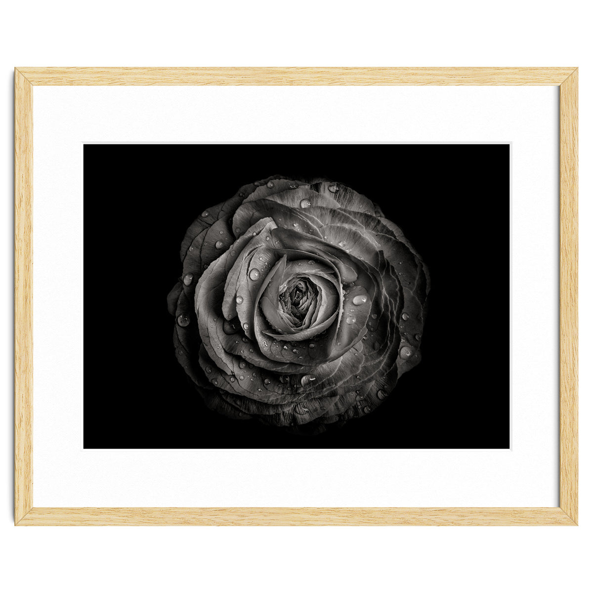 Backyard Flowers In Black And White 72