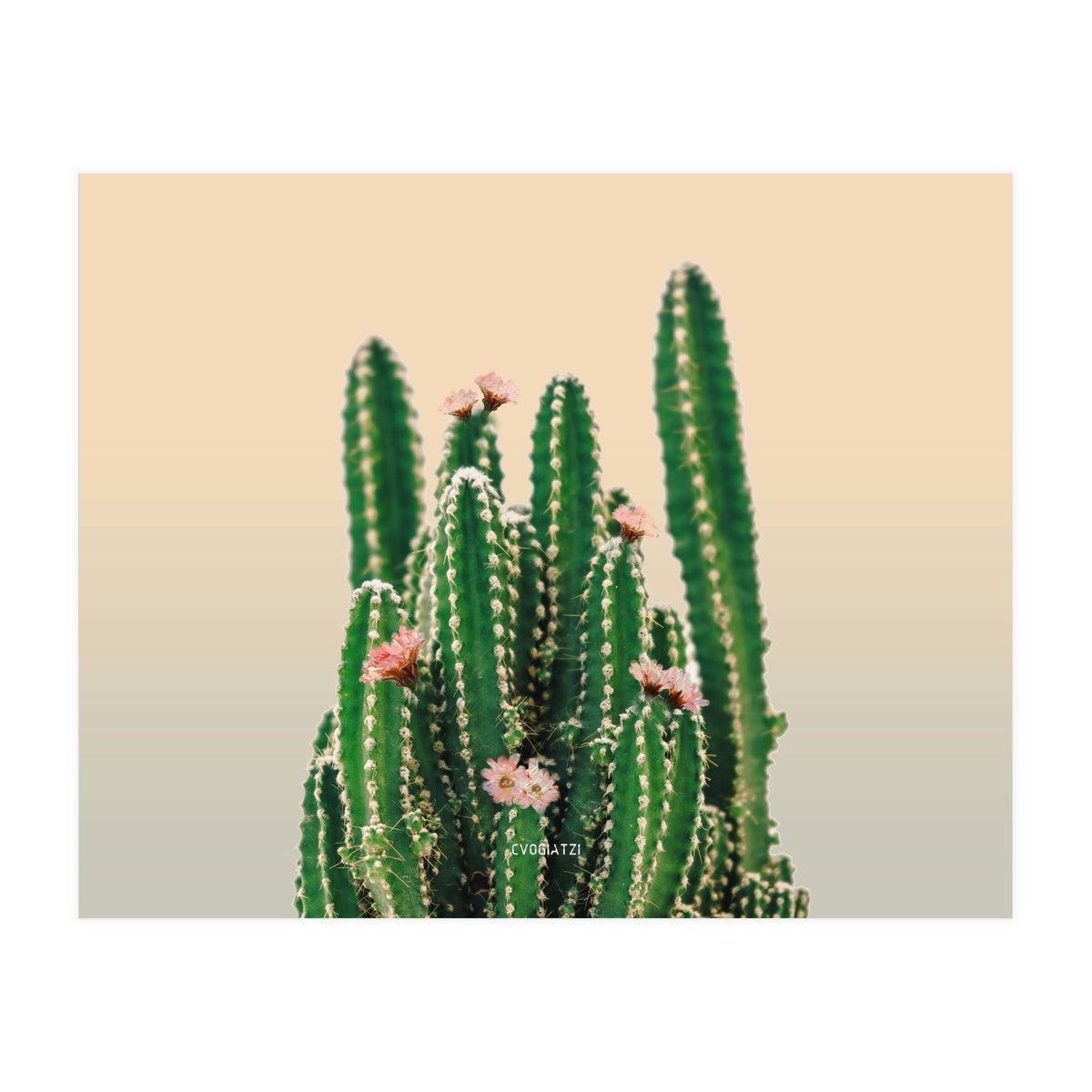 Flowered Cactus (Print Only)