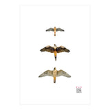 Falconidae n.1 (Print Only) thumbnail