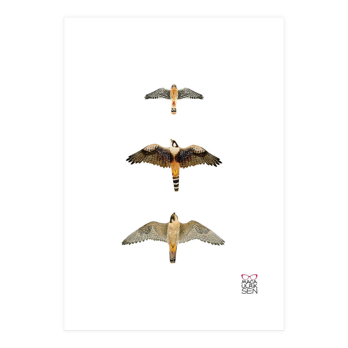 Falconidae n.1 (Print Only)