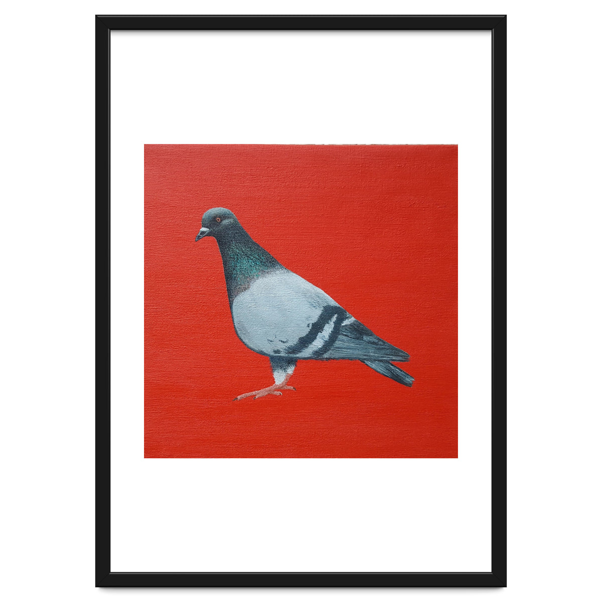 Pigeon