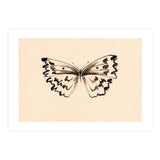 Butterfly (Print Only) thumbnail