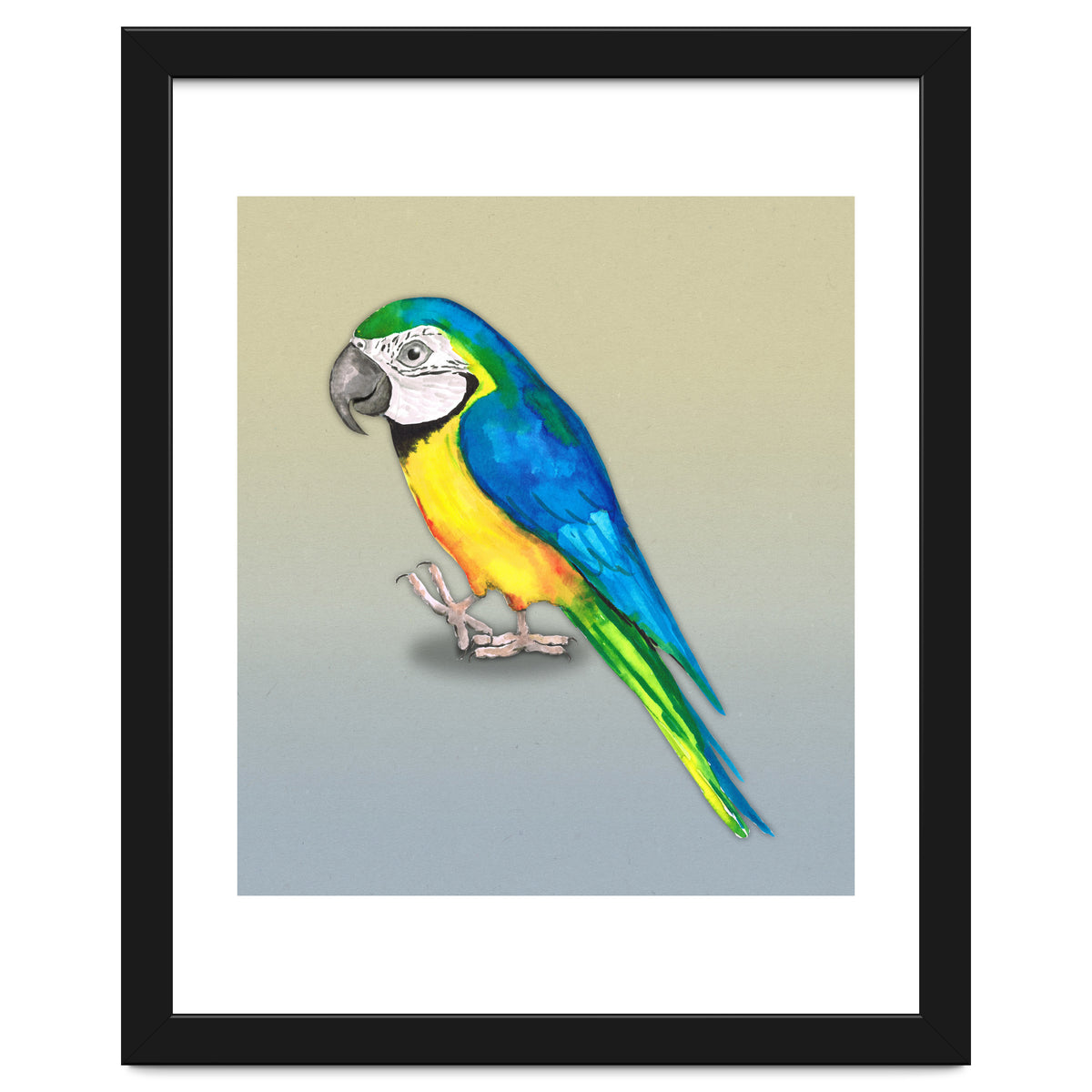 Blue and yellow macaw