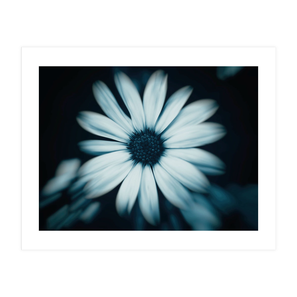 Bellis Perennis (Print Only)