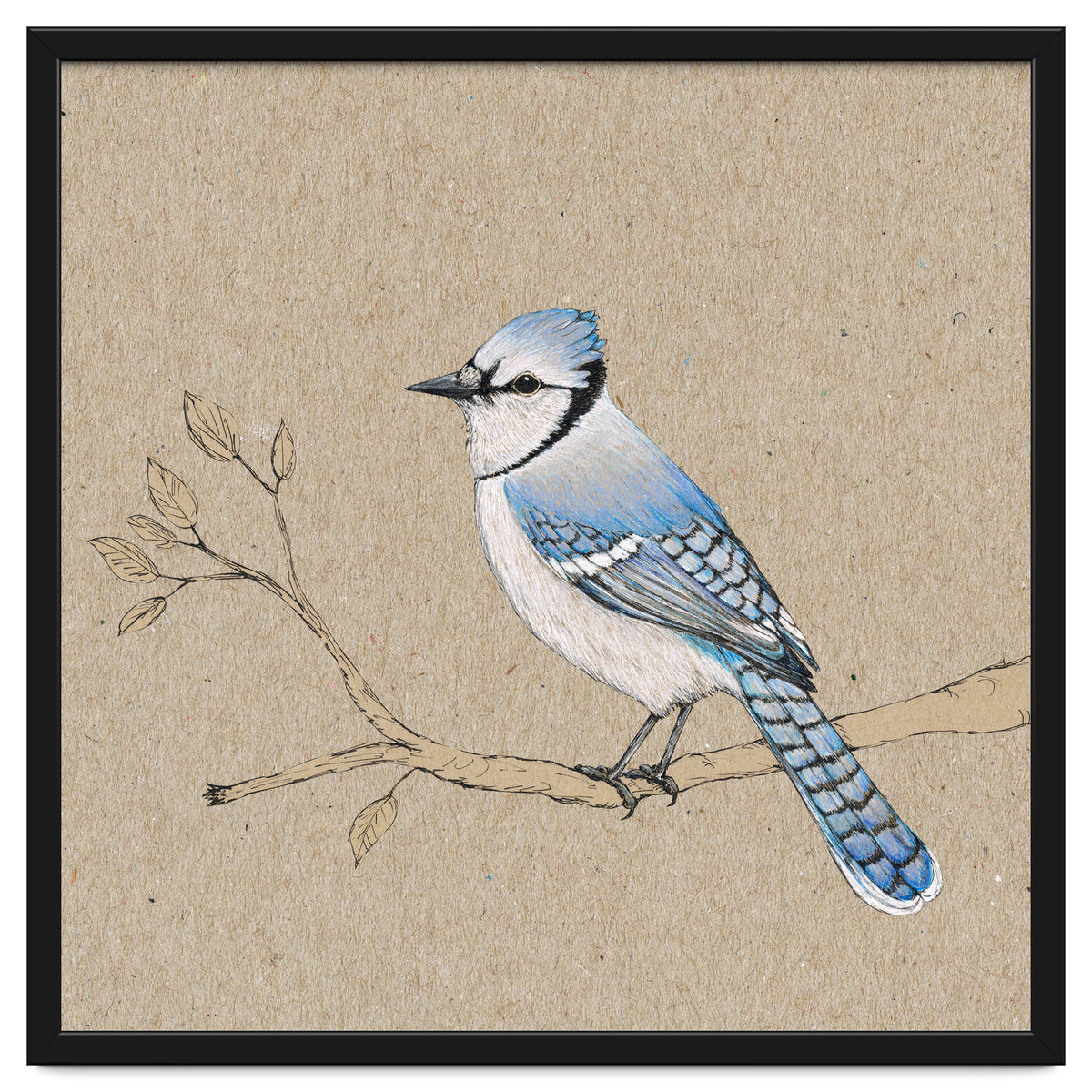 Blue jay