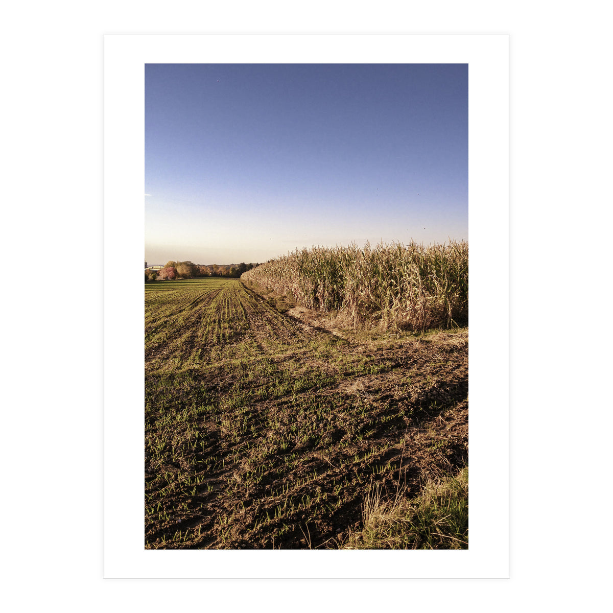 Bucolism 3 (Print Only)