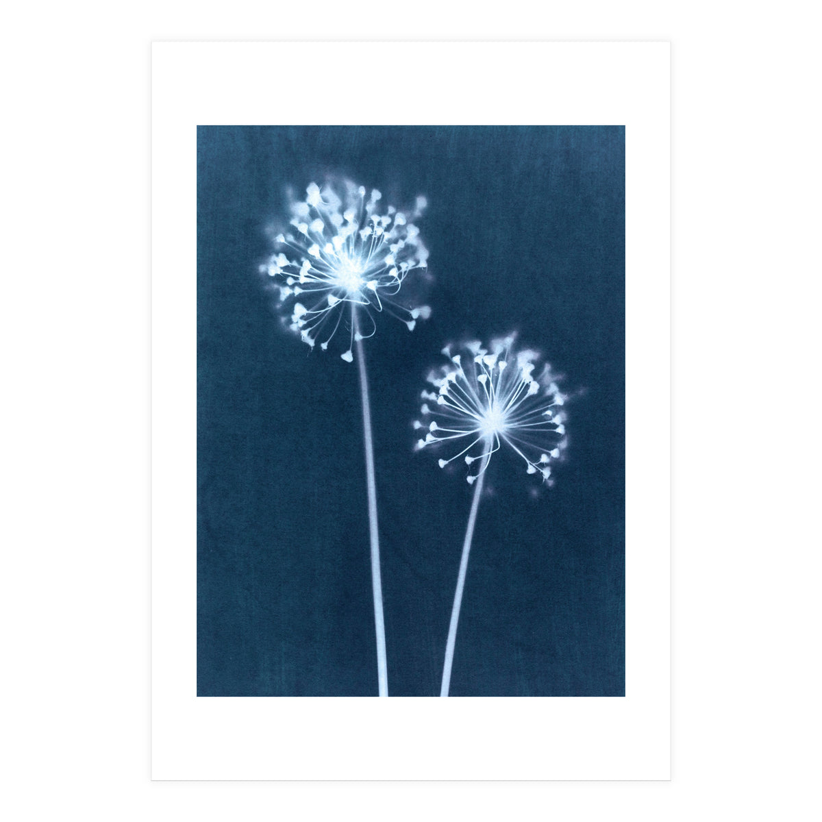 Indigo Dandelion (Print Only)