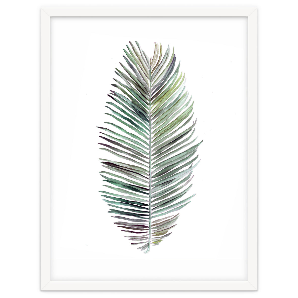 Botanical Illustration Cocos Palm