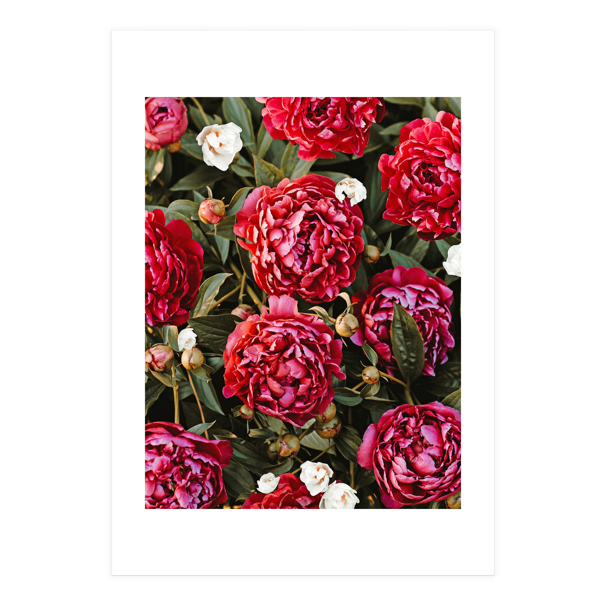 Blossom Love (Print Only)