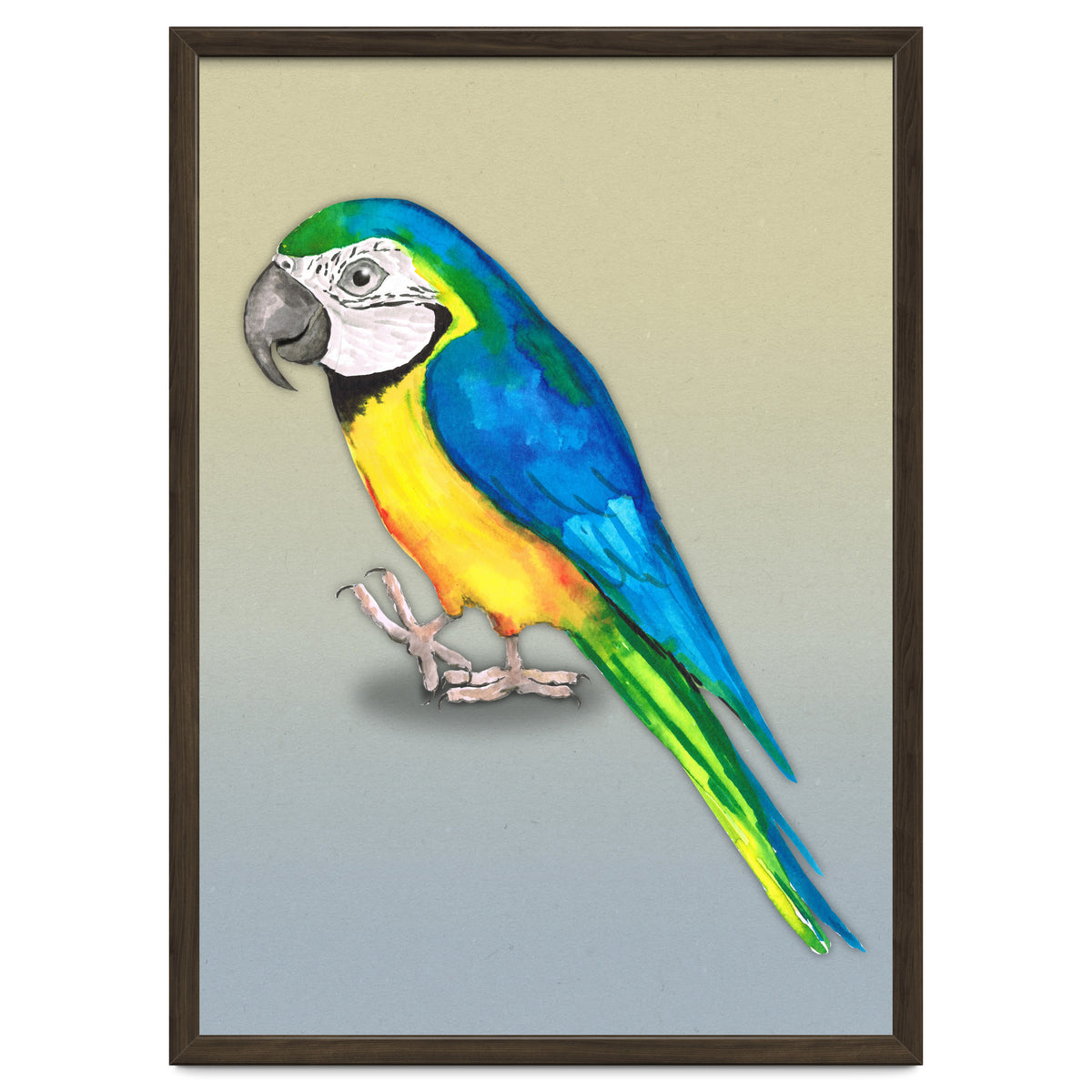 Blue and yellow macaw