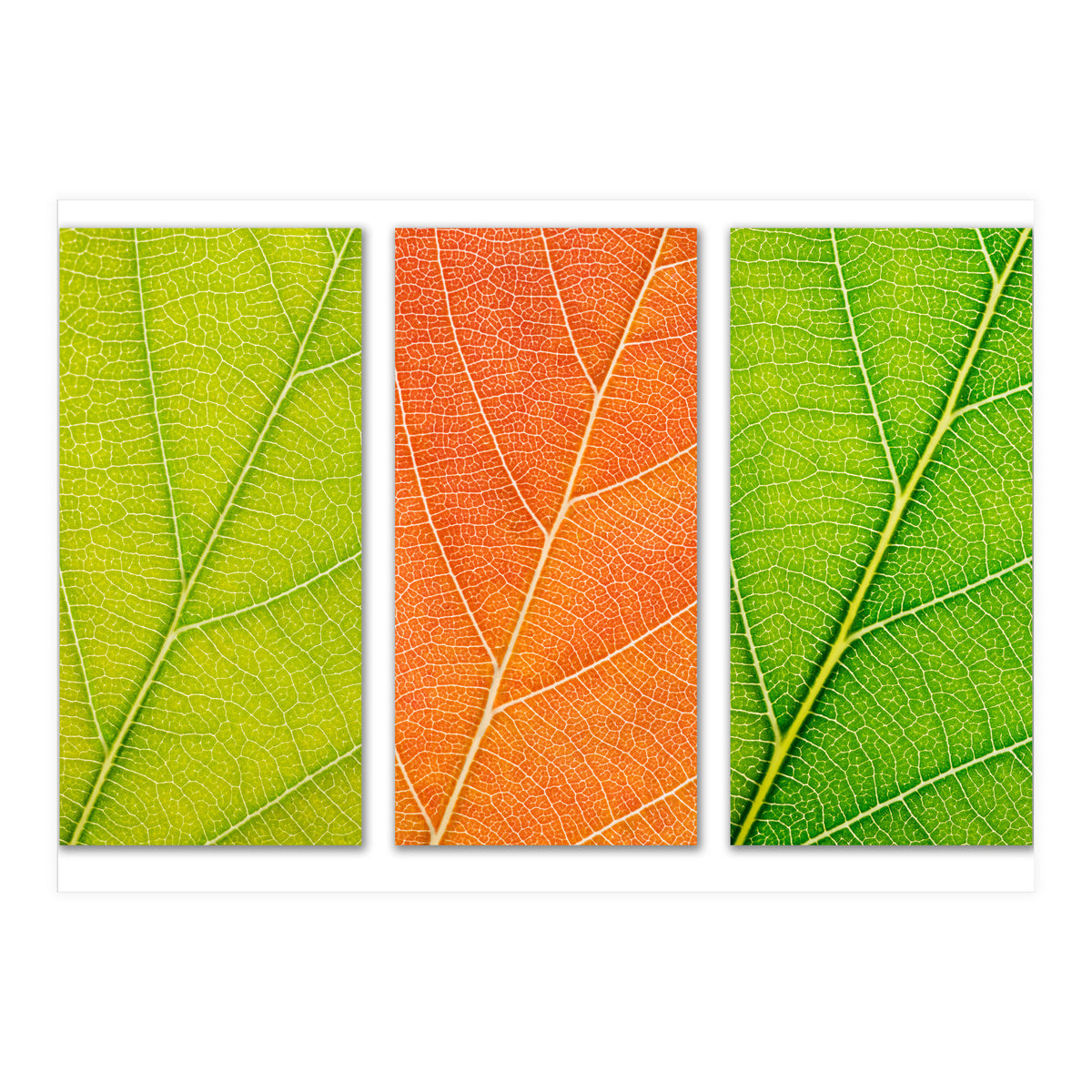 Autumn Leaves (Print Only)