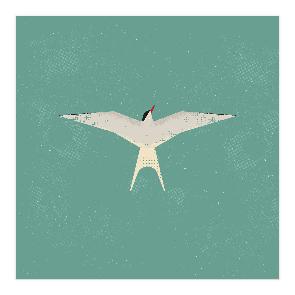 Arctic Tern (Print Only)