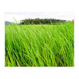 In the Tall Grass (Print Only) thumbnail