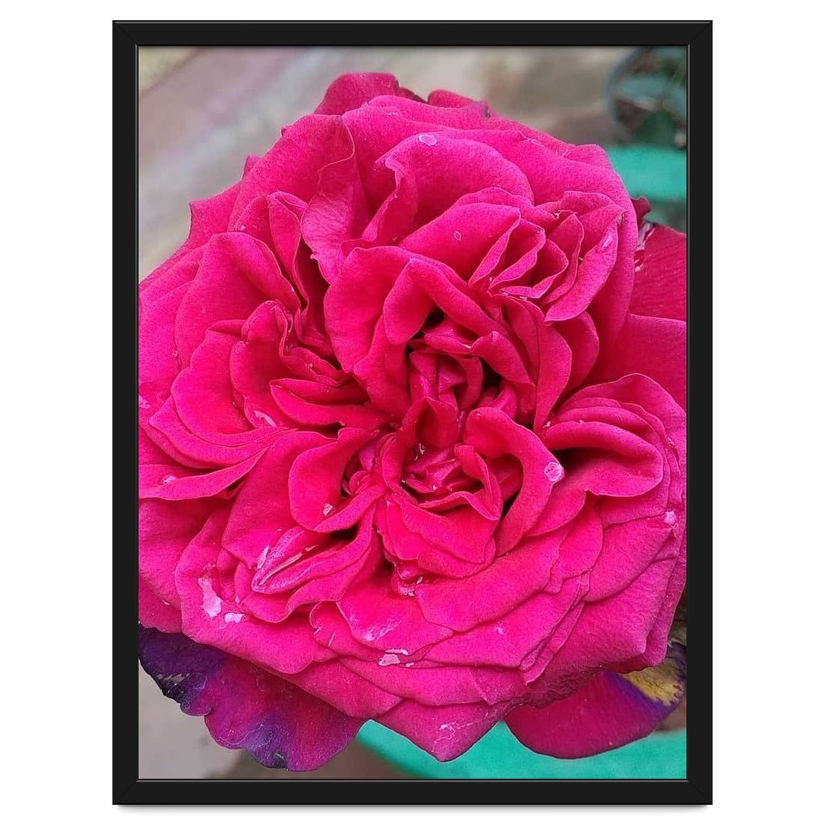 Beautiful Fragrant Rose