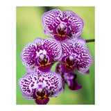 Orchidee Flower (Print Only) thumbnail