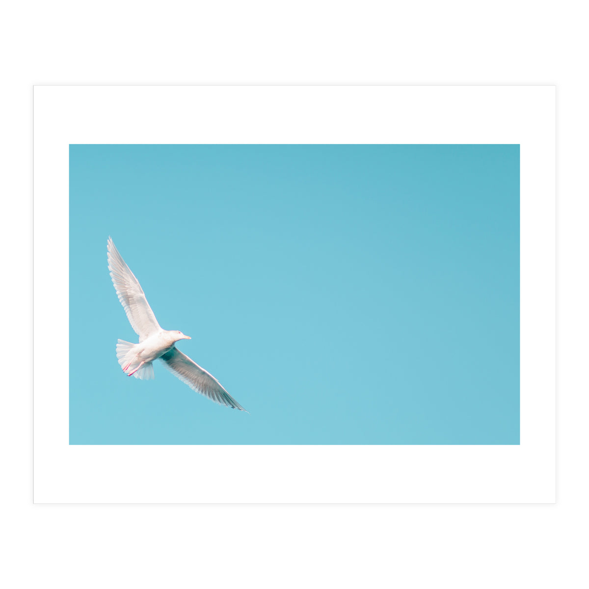 Seagull (Print Only)