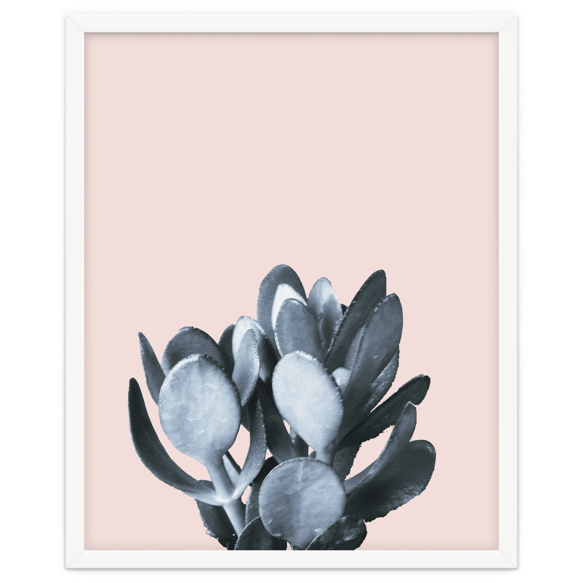 Cactus collection BL-II