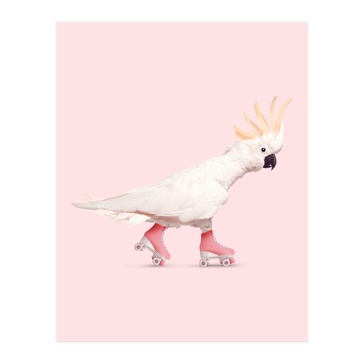 Rollerskating Cockatoo (Print Only)