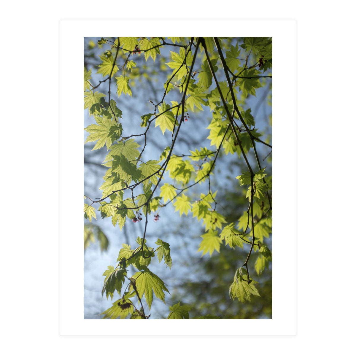 Wellbeing (Print Only)