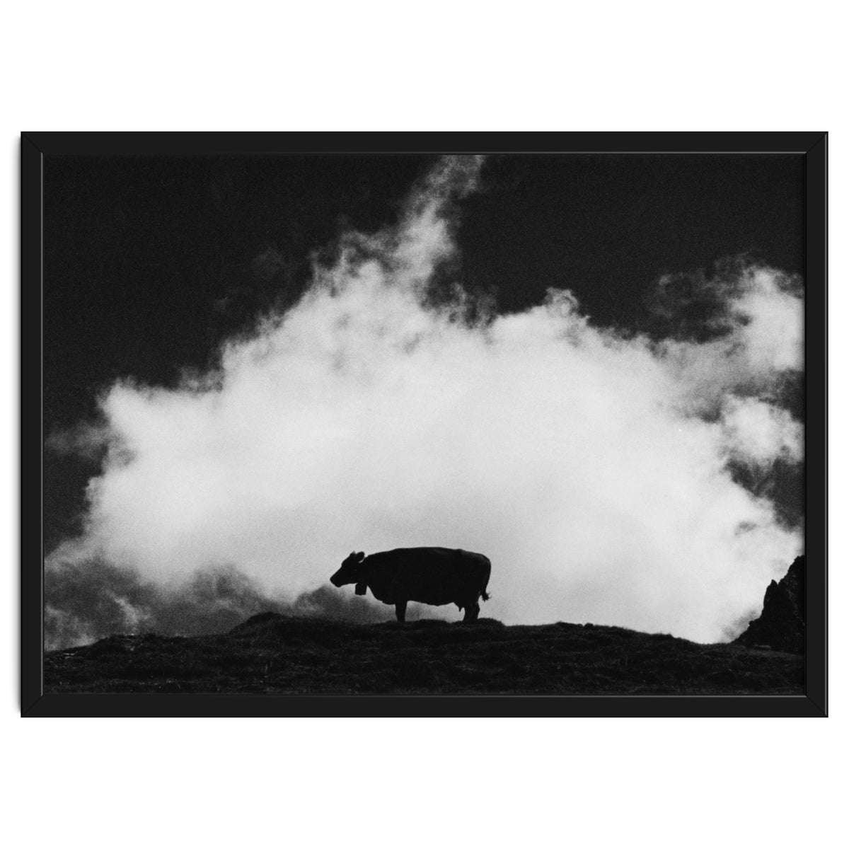 cow and cloud