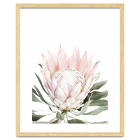 Blush Protea Flower