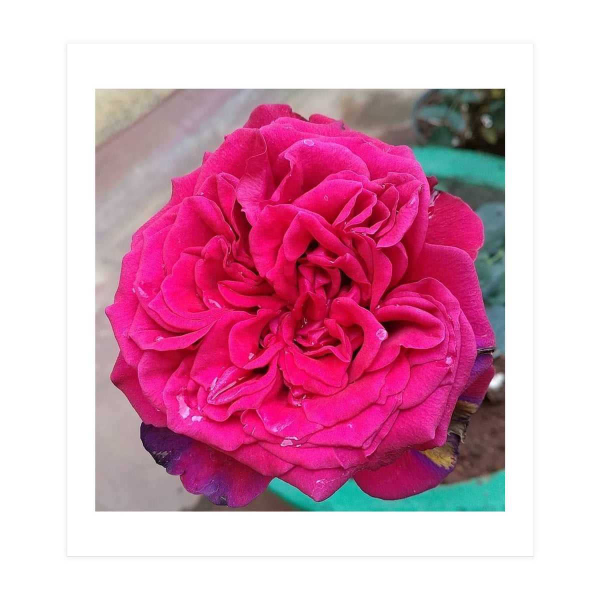 Beautiful Fragrant Rose (Print Only)