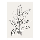 Banana Leafs Drawing (Print Only) thumbnail