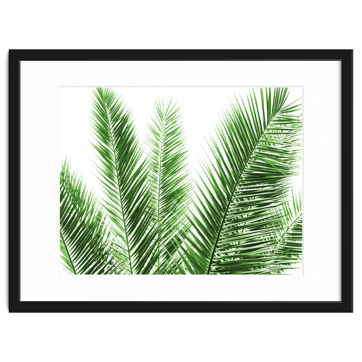 Palm Leaves