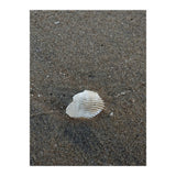 Shell in Sea Shore (Print Only) thumbnail