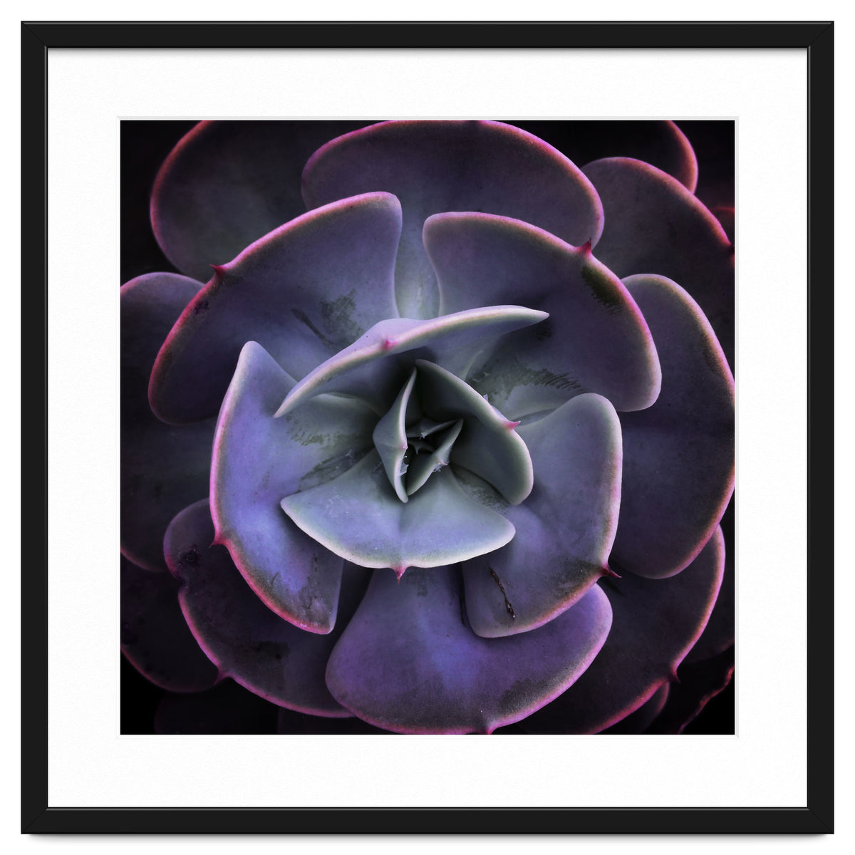 DARKSIDE OF SUCCULENTS VII