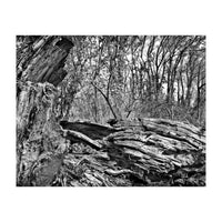 Rotten wood (Print Only)