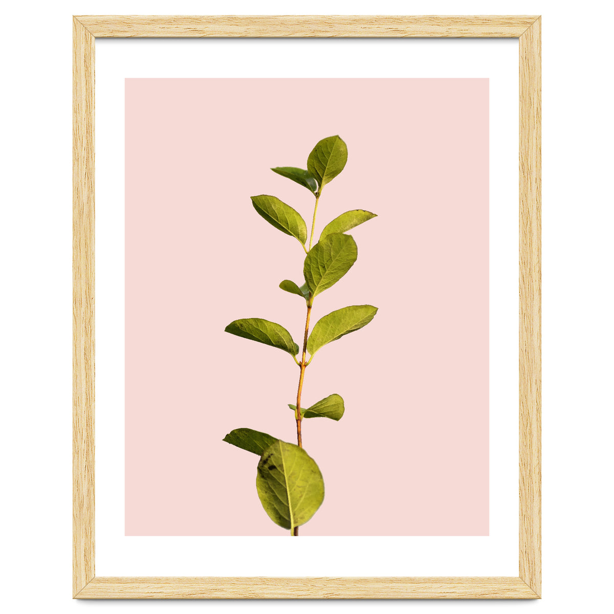 Botanical Art V3