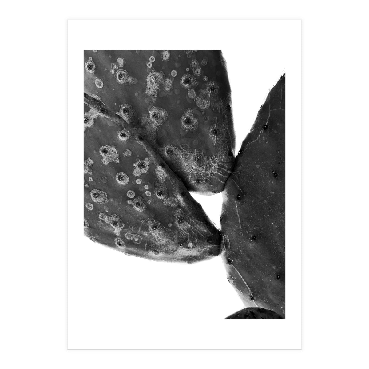 Black Cactus (Print Only)