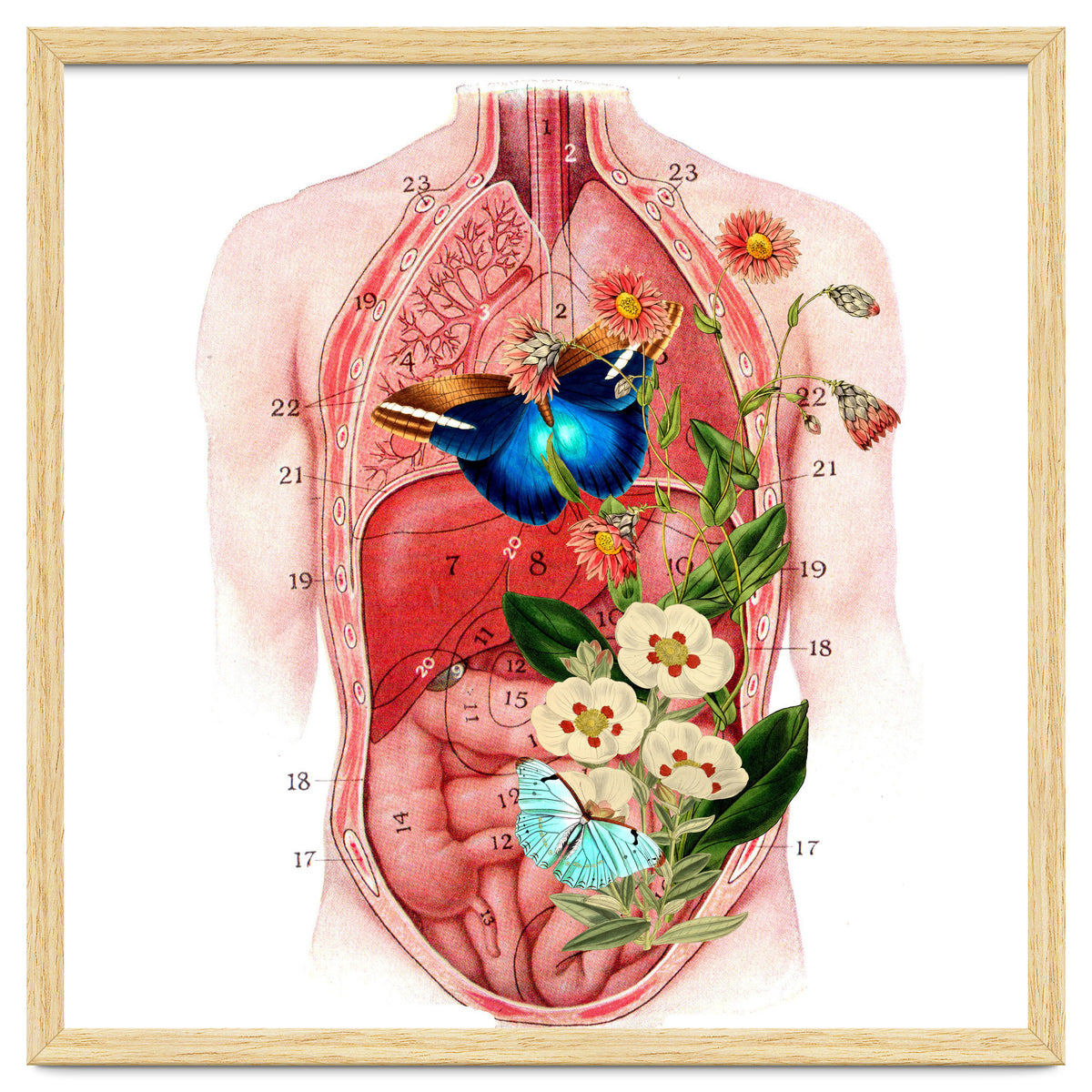 Butterflys In The Belly Makes Flower Grows