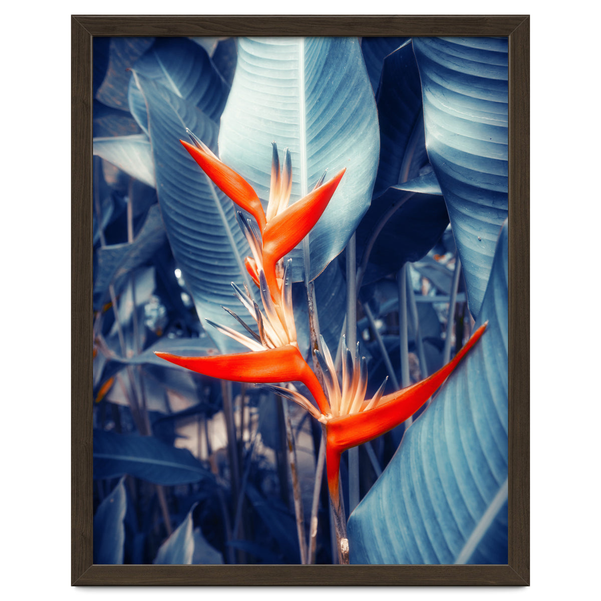 Parakeet Tropical Flower