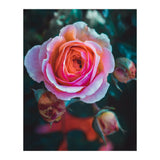 delicate rose (Print Only) thumbnail