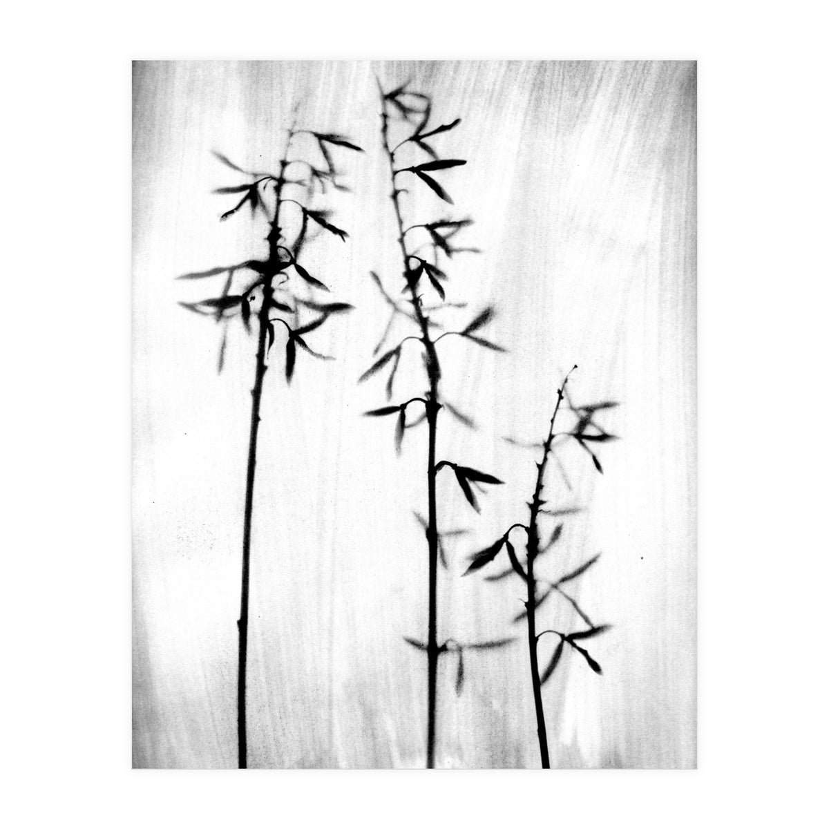 Hosta 3 (Print Only)