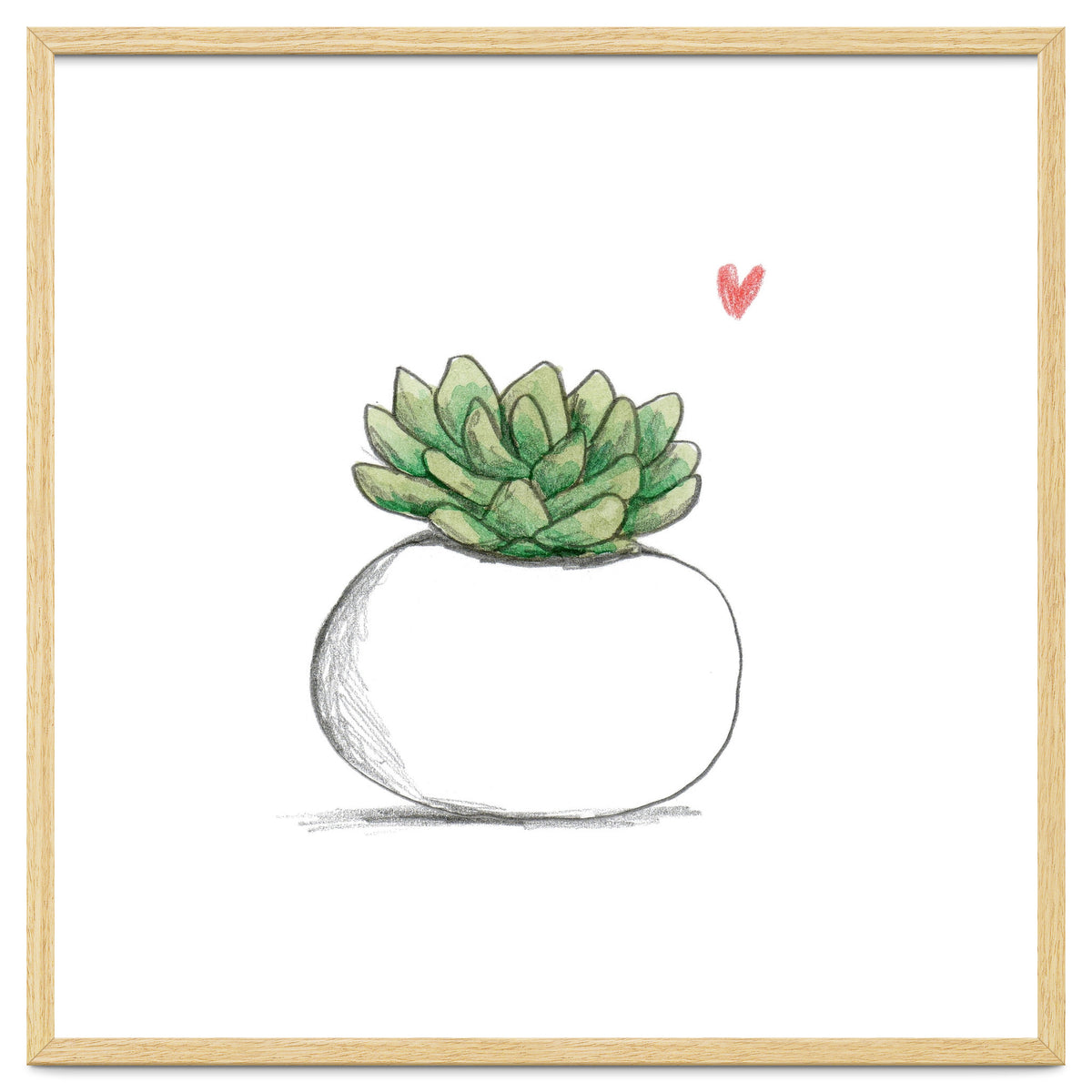 Succulent in Small White Planter