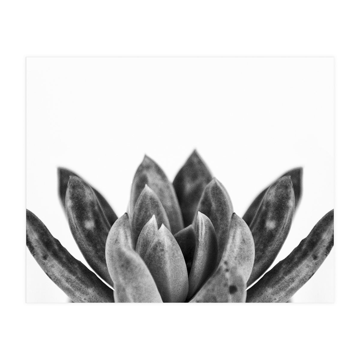 Cactus flower (Print Only)
