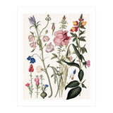 Flowers Botanical Vintage Illustration (Print Only) thumbnail