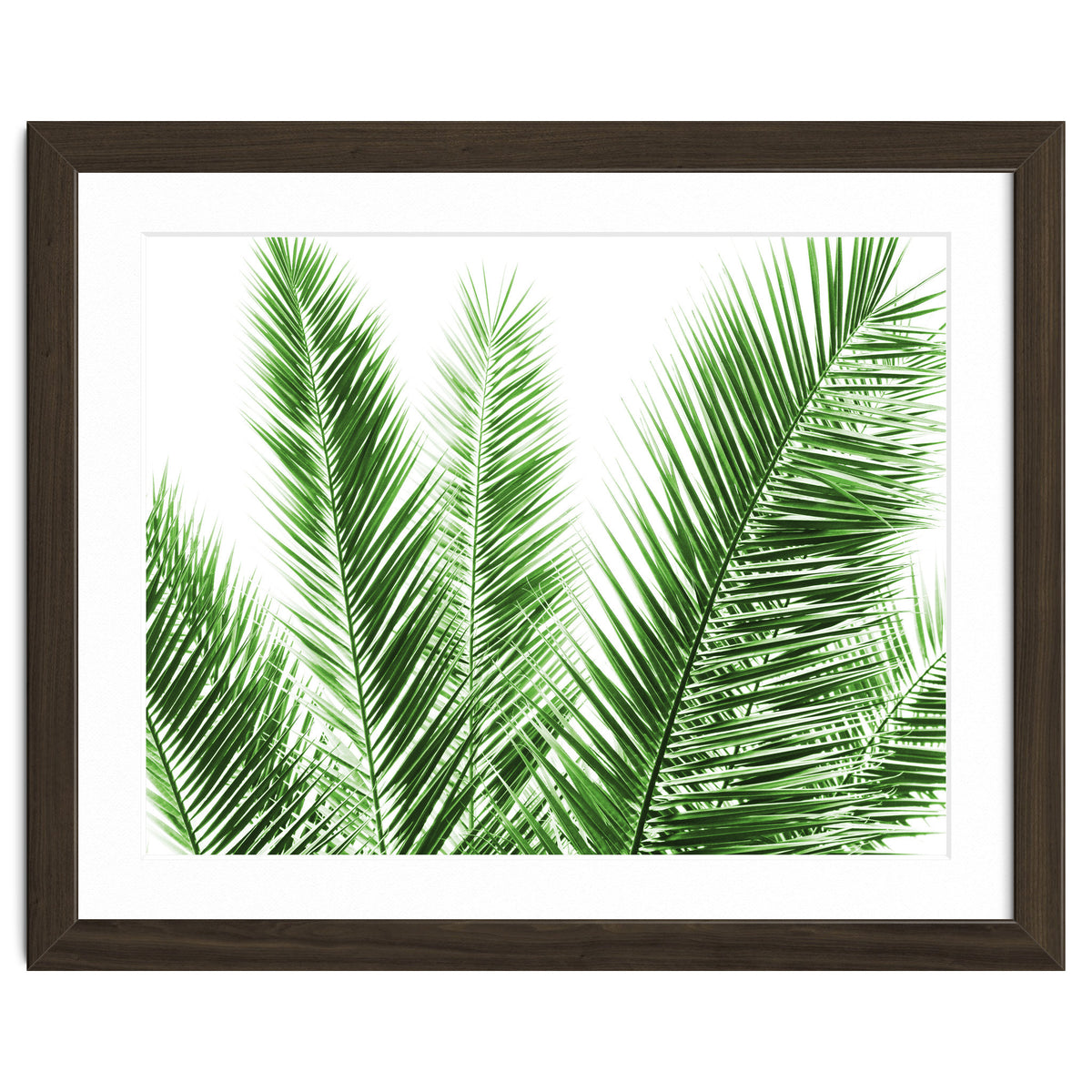 Palm Leaves