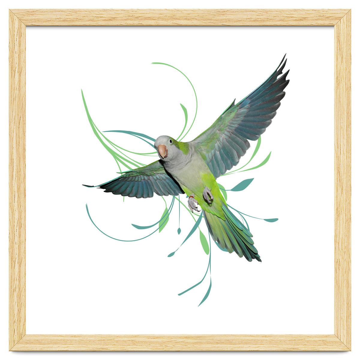 Flying quaker parrot