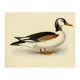 Vintage Duck Painting (Print Only) thumbnail