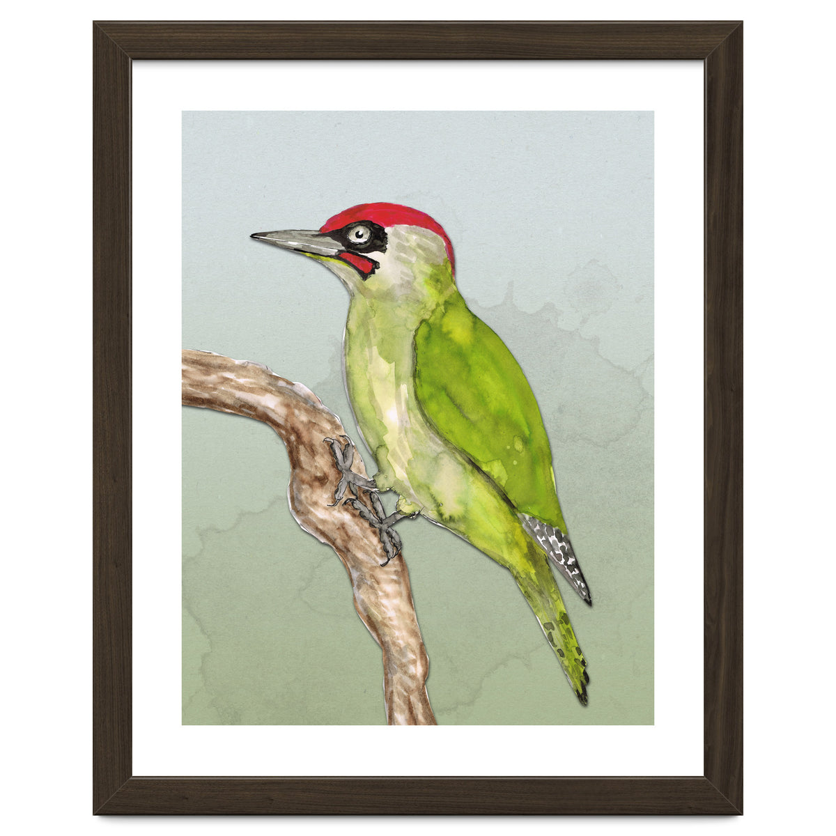 Green woodpecker