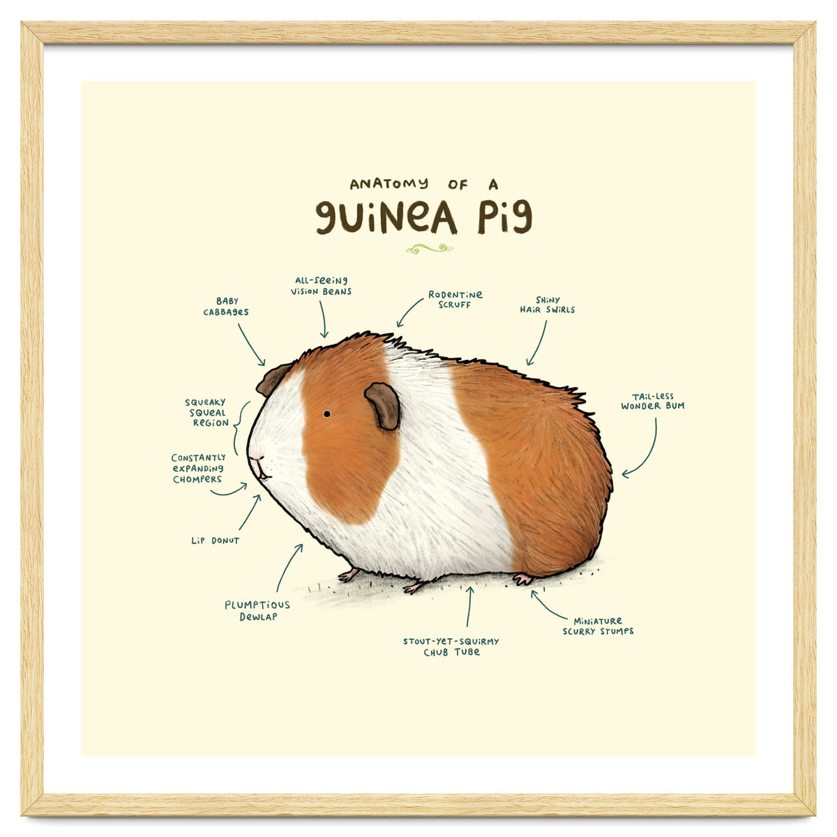 Anatomy Of A Guniea Pig