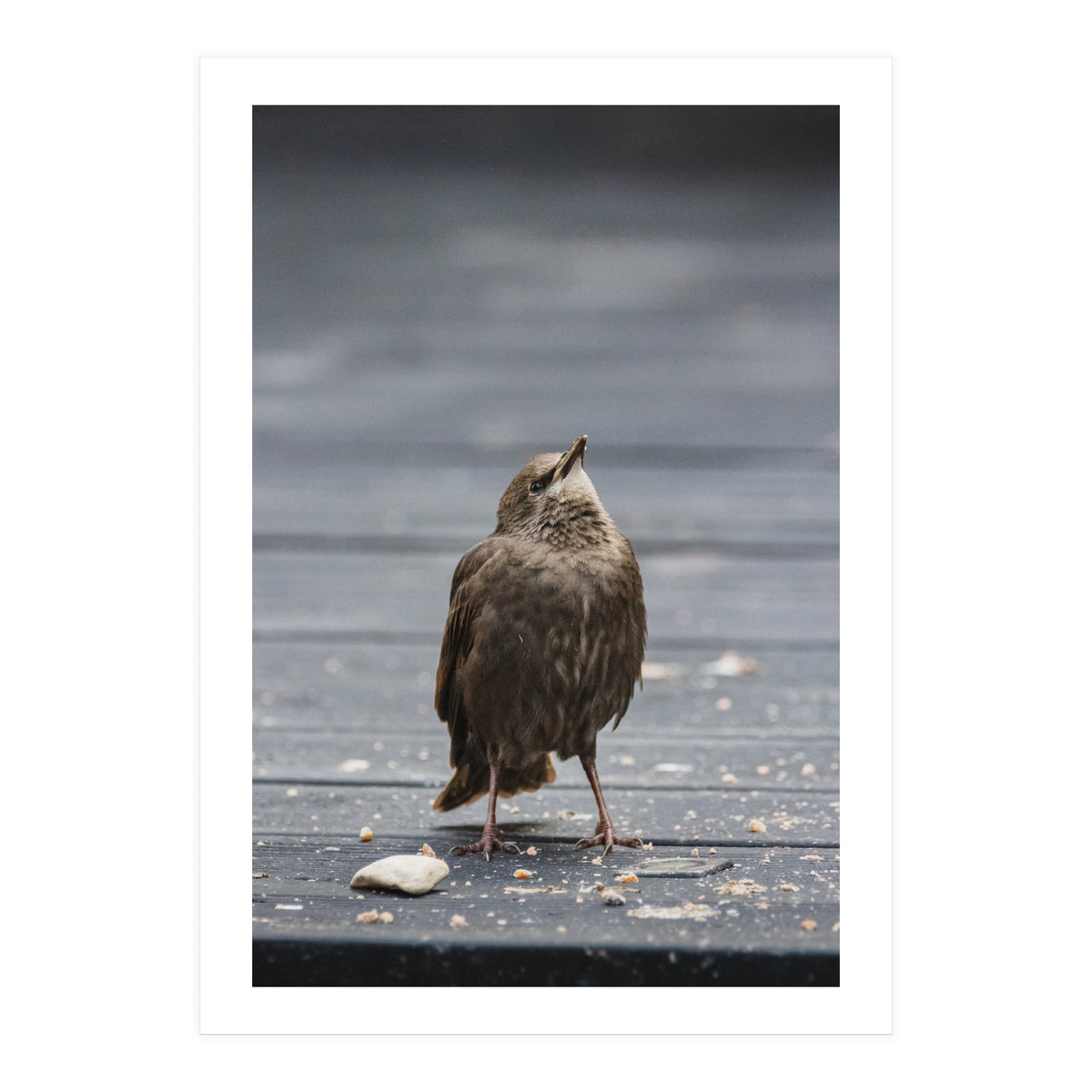 Treading the boards (Print Only)