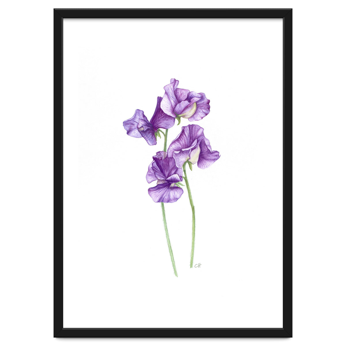 A Purple Posy Of Sweet Peas