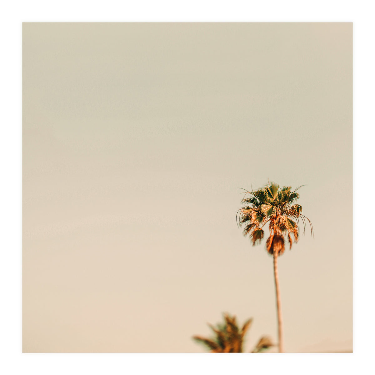 Minimal Palms  (Print Only)